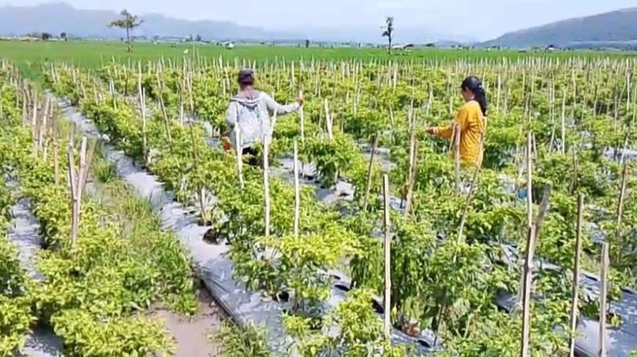 Petani cabai di Jember pilih panen awal karena harga sedang tinggi