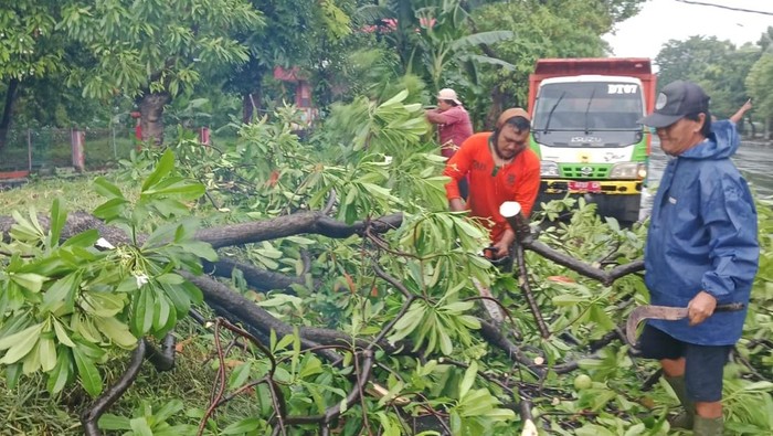 Pohon di Kota Surabaya bertumbangan setelah diguyur hujan campur angin