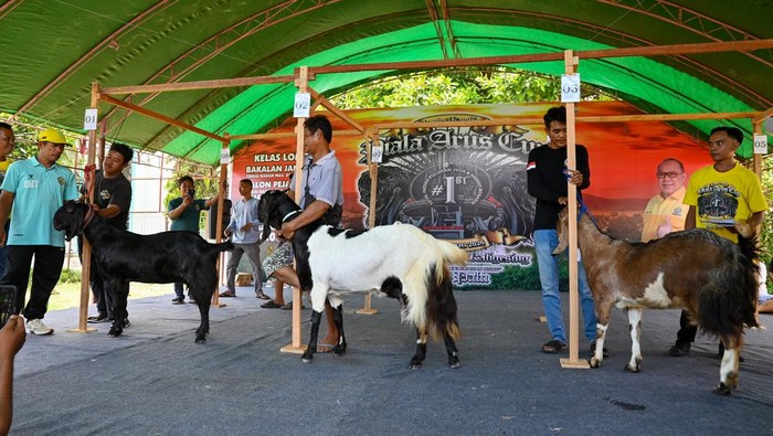 Seorang anak menyisir ternak kambingnya sebelum diikutkan pada Kontes Kambing di Kelurahan Nunu, Palu, Sulawesi Tengah, Minggu (1/2/2026). Kontes yang digelar komunitas Galara Goats Farm dan diikuti ratusan ternak kambing itu dimaksudkan untuk meningkatkan gairah peternak lokal, memamerkan kualitas ternak, dan menjadi ajang komunikasi antar peternak. ANTARA FOTO/Basri Marzuki/foc.