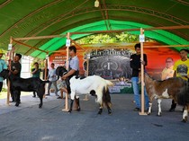 Ratusan Kambing Berkualitas Ikuti Kontes di Palu