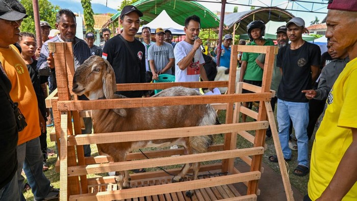 Seorang anak menyisir ternak kambingnya sebelum diikutkan pada Kontes Kambing di Kelurahan Nunu, Palu, Sulawesi Tengah, Minggu (1/2/2026). Kontes yang digelar komunitas Galara Goats Farm dan diikuti ratusan ternak kambing itu dimaksudkan untuk meningkatkan gairah peternak lokal, memamerkan kualitas ternak, dan menjadi ajang komunikasi antar peternak. ANTARA FOTO/Basri Marzuki/foc.
