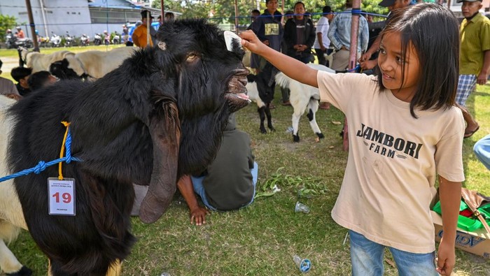 Seorang anak menyisir ternak kambingnya sebelum diikutkan pada Kontes Kambing di Kelurahan Nunu, Palu, Sulawesi Tengah, Minggu (1/2/2026). Kontes yang digelar komunitas Galara Goats Farm dan diikuti ratusan ternak kambing itu dimaksudkan untuk meningkatkan gairah peternak lokal, memamerkan kualitas ternak, dan menjadi ajang komunikasi antar peternak. ANTARA FOTO/Basri Marzuki/foc.