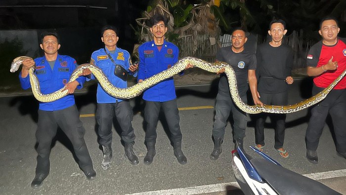 Ular Piton 7 Meter Masuk Permukiman Warga di Selayar, Damkar Evakuasi