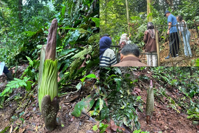 Bunga Bangkai Segera Mekar di Kebun Raya Bogor!