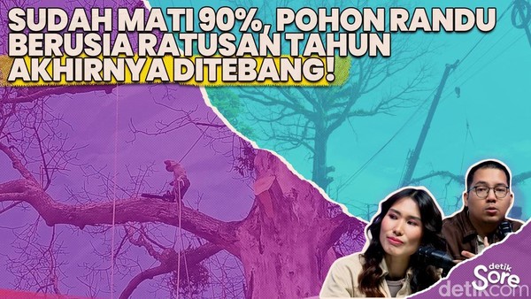Video: Pohon Randu Alas Berusia 250 Tahun Di Borobudur Ditebang Hari Ini