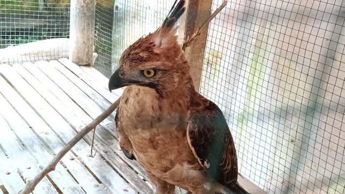 Elang Jawa yang menabrak kaca rumah warga di Sukabumi.