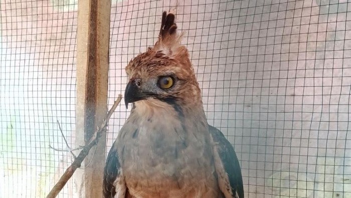 Dugaan Asal-sul Elang yang Tabrak Kaca Rumah hingga Pecah