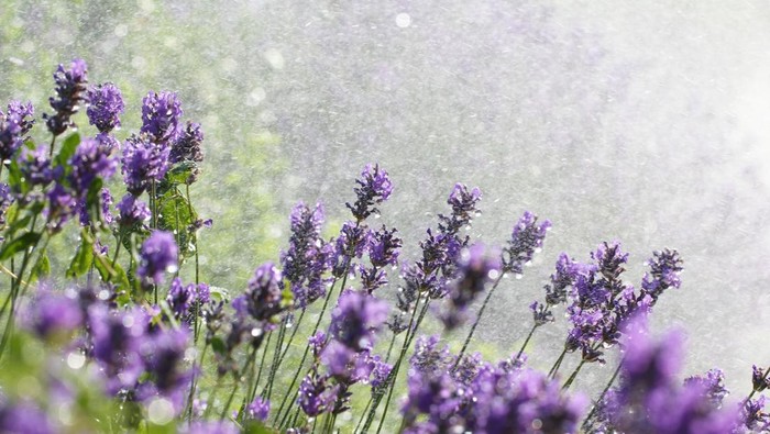Lavender wet flowers. Tilted view of bright purple lavender flowers and the bright green stems of the lavender plant. The beautiful lavender plant has water droplets on and falling from the petals. The image spears to have been shot on a sunny day.