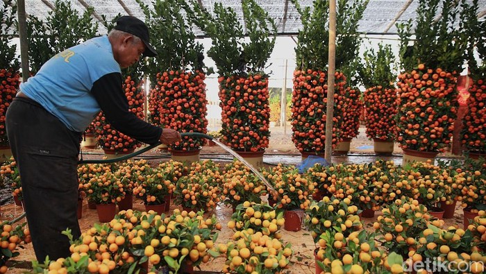 Pekerja merawat pohon jeruk Imlek Kim Kit yang dijual di kawasan Meruya Utara, Jakarta Barat, Senin (2/2/2025).