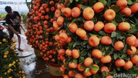 Pohon jeruk yang diimpor dari Tiongkok tersebut banyak diminati menjelang perayaan Tahun Baru Imlek.