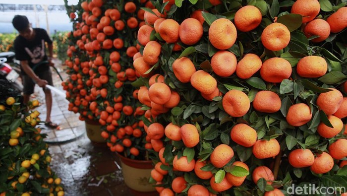 Pekerja merawat pohon jeruk Imlek Kim Kit yang dijual di kawasan Meruya Utara, Jakarta Barat, Senin (2/2/2025).