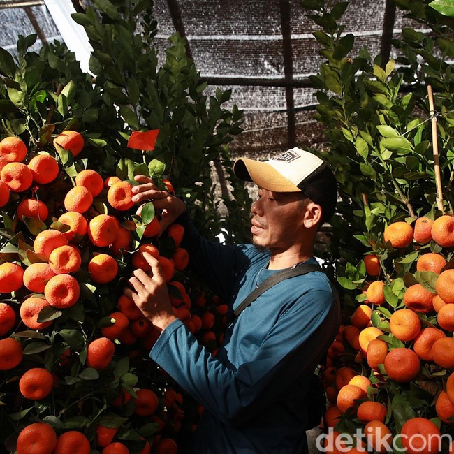 Jelang Imlek, Pohon Jeruk Kimkit Laris Manis