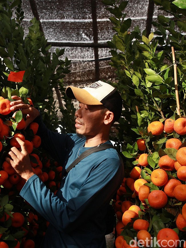 Jelang Imlek, Pohon Jeruk Kimkit Laris Manis