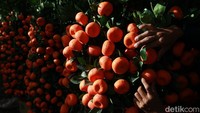 Sementara itu, pohon berukuran kecil dibanderol mulai Rp1,3 juta per pohon.