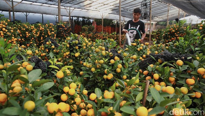 Pekerja merawat pohon jeruk Imlek Kim Kit yang dijual di kawasan Meruya Utara, Jakarta Barat, Senin (2/2/2025).