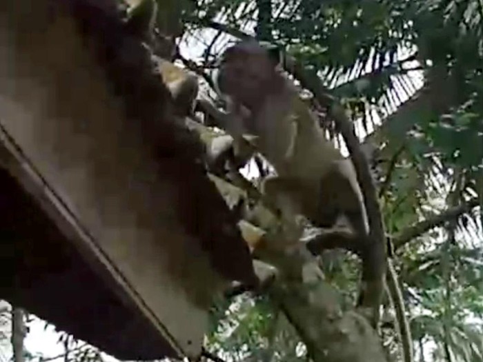 Monyet Liar Teror Warga Gareumpay Ciamis, Tanaman Petani Dijarah