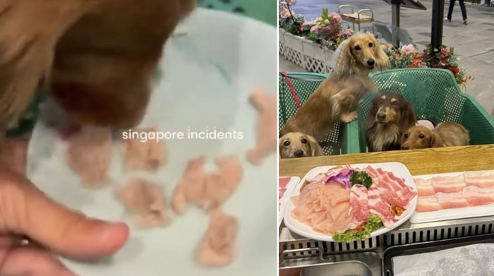 Kontroversi Anjing Makan Daging di Resto Hot Pot, Begini Tindakan Pengelola