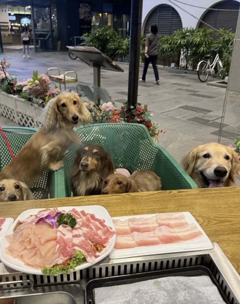 Kontroversi Anjing Makan Daging di Resto Hot Pot, Begini Tindakan Pengelola