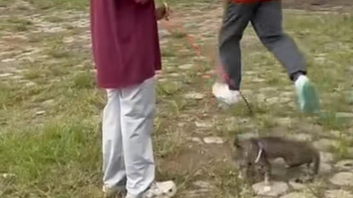 Viral Pria Tendang Kucing hingga Mati di Lapangan Blora