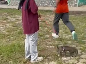 Video Viral Pria Tendang Kucing hingga Mati di Stadion Blora