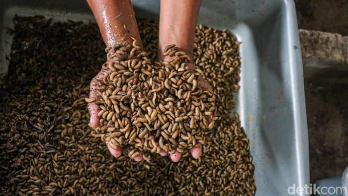 Pengolahan Sampah Organik Lewat Budidaya Maggot