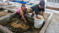 Budidaya maggot yang dikelola ibu-ibu Kampung Sumur, Klender, Jakarta Timur, menjadi upaya pemberdayaan perempuan pemulung melalui pengolahan sampah organik, Senin (2/2/2026).