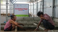 Para ibu secara rutin memberi makan dan merawat maggot agar tumbuh optimal sebelum dipanen.