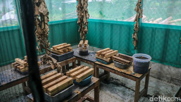 Budidaya maggot yang dikelola ibu-ibu Kampung Sumur, Klender, Jakarta Timur, menjadi upaya pemberdayaan perempuan pemulung melalui pengolahan sampah organik, Senin (2/2/2026).