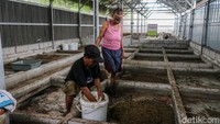 Program ini dikembangkan oleh Swara Hijau Farming dengan menyasar warga pemulung, khususnya perempuan, untuk memperoleh keterampilan baru.