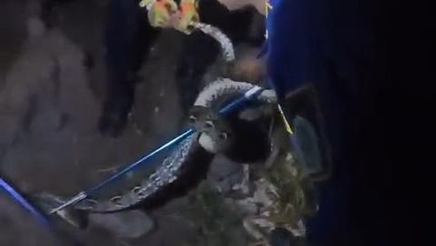 Petugas Damkar mengevakuasi ular sanca 2,5 meter dari atap rumah warga Wungurejo, Pengkol, Nglipar, Gunungkidul, Senin (2/2/2026) dini hari.
