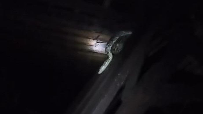 Petugas Damkar mengevakuasi ular sanca 2,5 meter dari atap rumah warga Wungurejo, Pengkol, Nglipar, Gunungkidul, Senin (2/2/2026) dini hari.