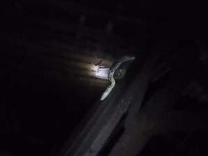 Sanca 2,5 Meter Ngumpet di Atap Rumah Warga Nglipar Usai Mangsa Ayam