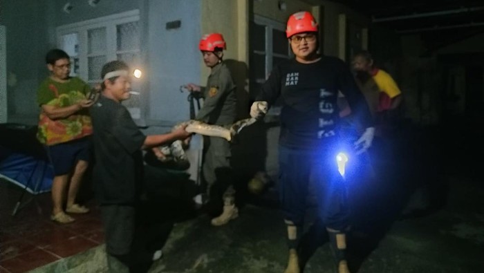 Ular Sanca 3,5 Meter Kepergok Ngumpet di Genting Rumah Warga Tempel