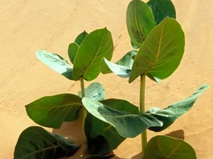 Afrika Bangun Tembok Pohon 8.000 Km, Lawan Suhu Panas