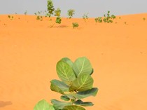 Tembok Hijau Raksasa Afrika: Misi 8.000 Km Lawan Gurun Sahara