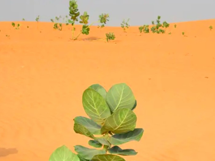 Pohon karet