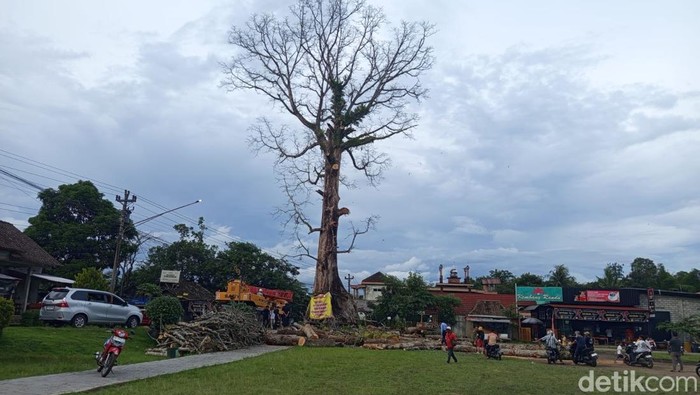 Penampakan Terkini Randu Alas Raksasa di Tuksongo Borobudur