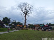 Penampakan Terkini Randu Alas Raksasa di Tuksongo Borobudur