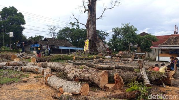 Randu alas Magelang Penampakan pohon randu alas raksasa di Tuksongo, Borobudur, Kabupaten Magelang, setelah sekitar 8 sampai 9 cabang dipotong, Senin (1/2/2026).