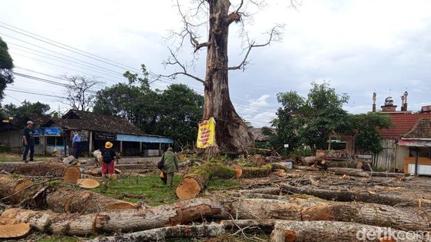 Randu alas Magelang Penampakan pohon randu alas raksasa di Tuksongo, Borobudur, Kabupaten Magelang, setelah sekitar 8 sampai 9 cabang dipotong, Senin (1/2/2026).