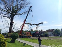 Perjuangan Tim Tebang Pohon Randu Alas Raksasa 250 Tahun di Tuksongo Borobudur