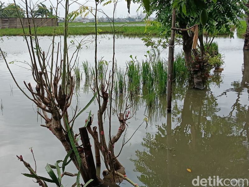 Sawah Terendam Banjir