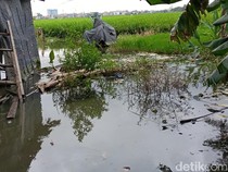 Banjir Ubah Petak Sawah di Jakarta Jadi Kolam Pemancingan Petani