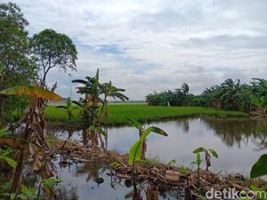 Hamparan Sawah di Jakarta Terendam Banjir, Petak-petak Berubah Jadi Kolam
