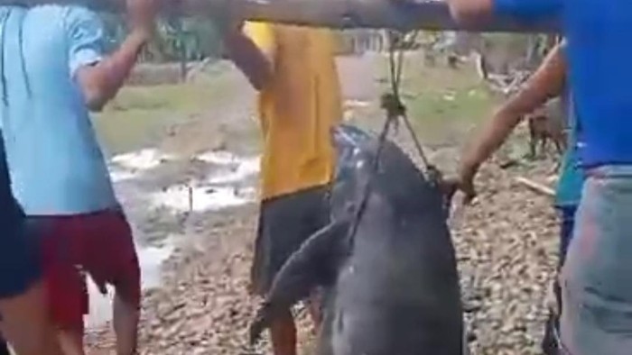 Seekor lumba-lumba hidup terdampar di pantai Dusun Kuri Caddi, Kabupaten Maros, Sulawesi Selatan (Sulsel), Senin (2/2/2026).