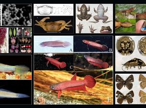Spesies Flora-Fauna Baru Ditemukan, Ada Wader Mahakam