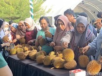 Musang King Rp 180 Ribu/Kg, Festival Durian Loang Baloq Ramai Pembeli
