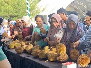 Musang King Rp 180 Ribu/Kg, Festival Durian Loang Baloq Ramai Pembeli