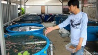 Pengembangan terbaru dilakukan melalui budidaya ikan nila dengan sistem Recirculating Aquaculture System (RAS) yang efisien dan ramah lingkungan.