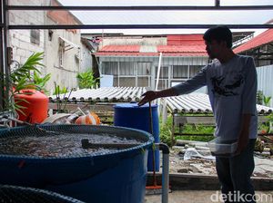 Urban Farming dan Budidaya Nila di Kampung Sumur